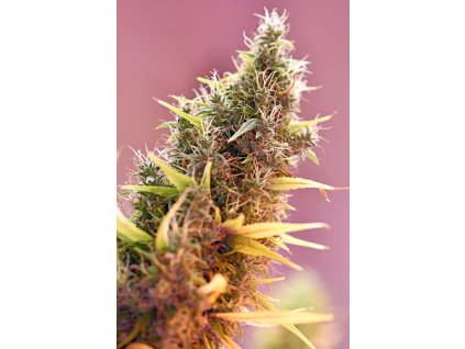67011 mr nice seeds holy grail regular