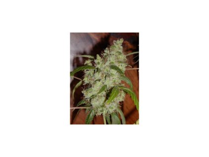 67017 mr nice seeds widow ak regular