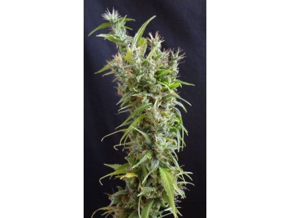 Mr. Nice Seeds Widow Grail, regular (Balení 18 ks)