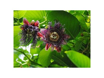 67023 mucenka passiflora quadrangularis 10ks
