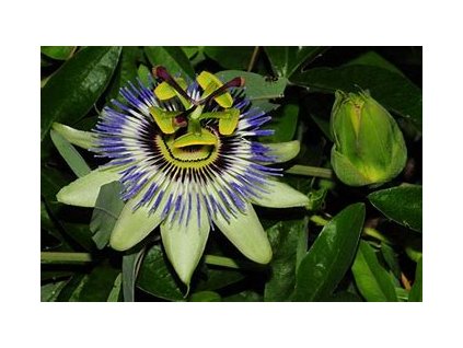 67026 mucenka modra passiflora caerulea 20ks