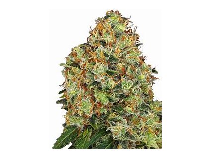 67056 sensi seeds 420 punch feminized