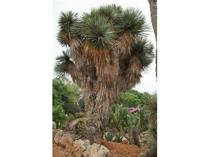 67062 yucca rostrata 10ks