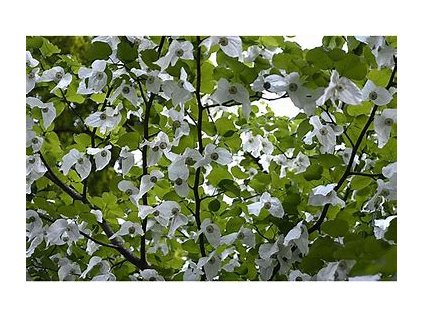 67065 davidia davidia involucrata 1ks