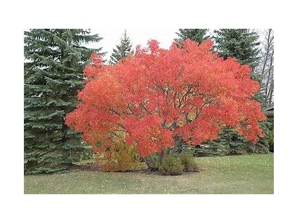 67071 javor amursky acer ginnala 5ks