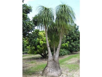 67074 beaucarnea recurvata 10ks