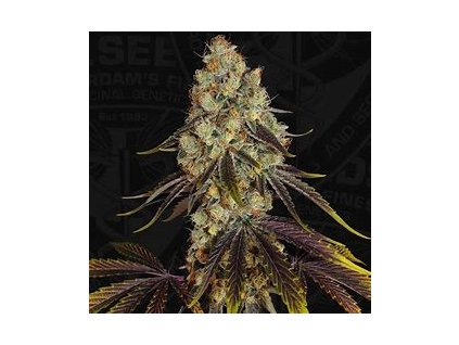 67128 t h seeds french kisz regular