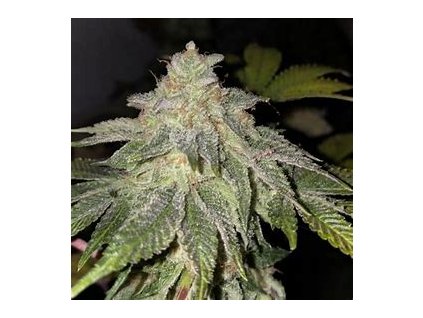 67131 t h seeds froot loops regular