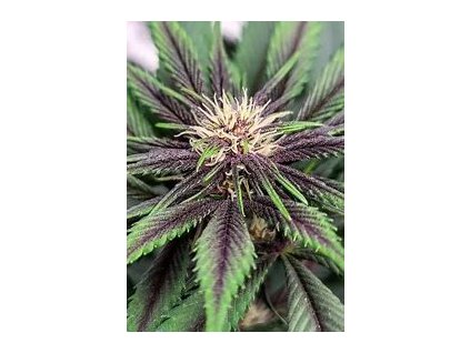 67137 t h seeds l4yer cake regular