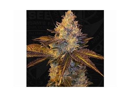 67167 t h seeds stracciatella do si dos x sbc feminized
