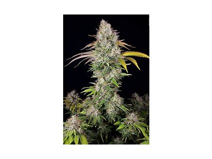 67173 t h seeds underdawg kush feminized