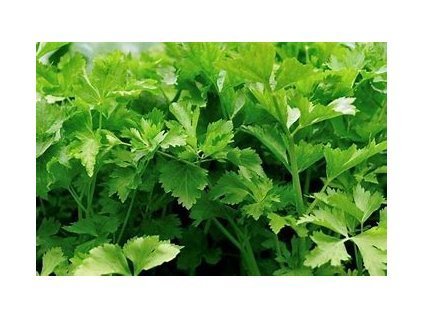 67215 celer listovy jemny