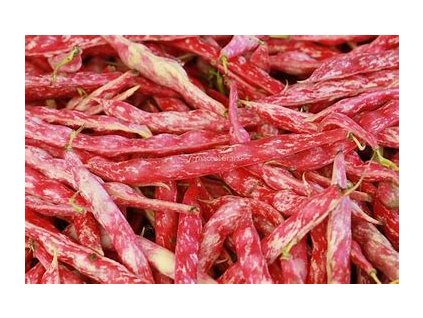 67227 fazol kerikova borlotto l di fuoco nano