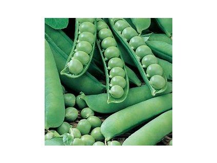 67236 hrach rany drenovy avola