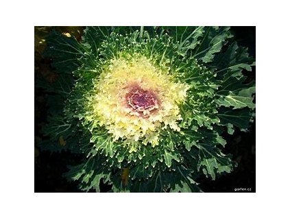 67251 kaderavek kapitan f1 brassica oleracea