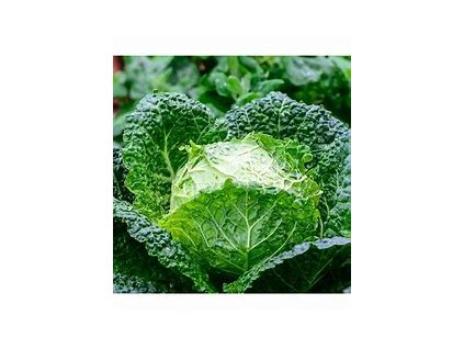 67257 kapusta hlavkova rana entira f1 brassica oleracea l
