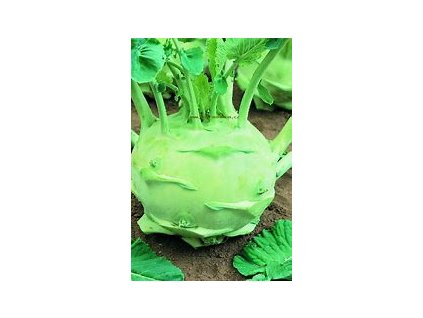 67266 kedluben pozdni gigant