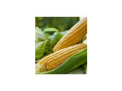 67272 kukurice cukrova tauris f1 zea mays l