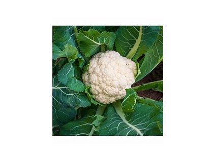 67275 kvetak rany brassica oleracea beta