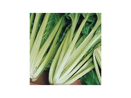 67284 mangold listovy zeleny lucillus