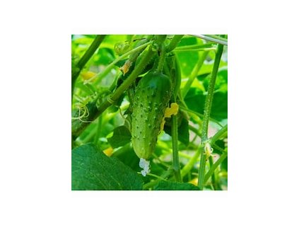 67299 okurka nakladacka aloe f1 cucumis sativus l