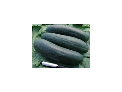 67305 okurka salatova jogger f1 cucumis sativus l