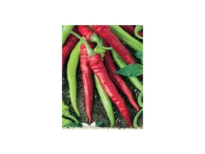 67311 paprika berani roh sladka artist capsicum annuum l