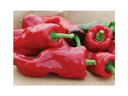 67314 paprika k rychleni pcr capsicum annuum l