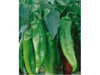 67317 paprika zelena komtesa f1 capsicum annuum l