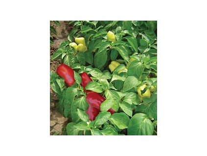 67320 paprika zelena boneta capsicum annuum l