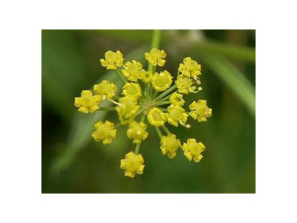 67323 pastinak kamo pastinaca sativa l