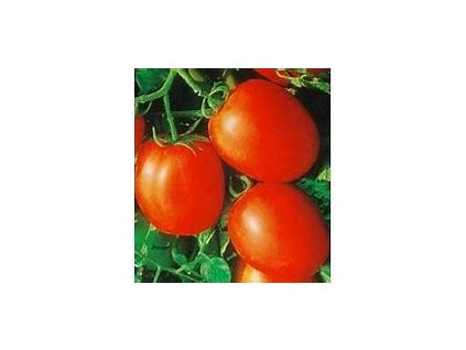 67338 rajce kerikove terion lycopersicon esculentum mill