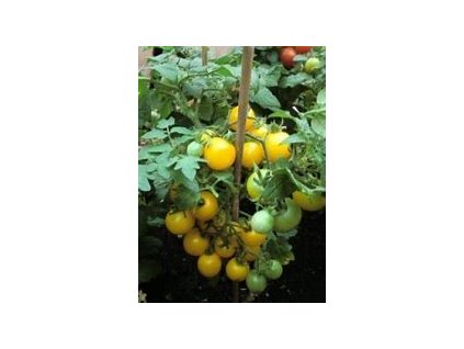 67341 rajce kerickove balkonove zlute aztek lycopersicon esculentum mill