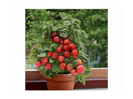 67344 rajce kerickove balkonove cervene bajaja lycopersicon esculentum mill