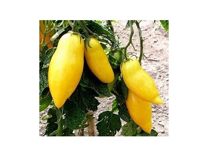 67350 rajce tyckove bananove taiko