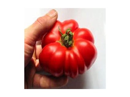 67353 rajce tyckove brutus obri