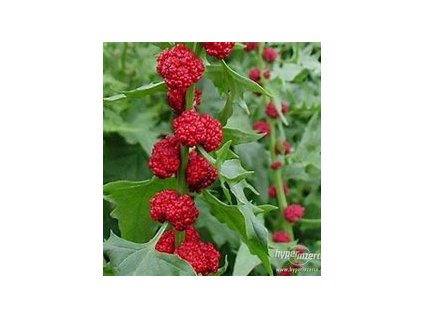 67374 spenat jahodovy