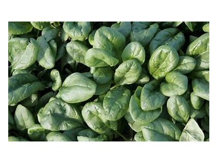 67377 spenat sety winterriesen