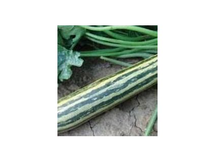 67383 tykev cuketa tapir cucurbita pepo l