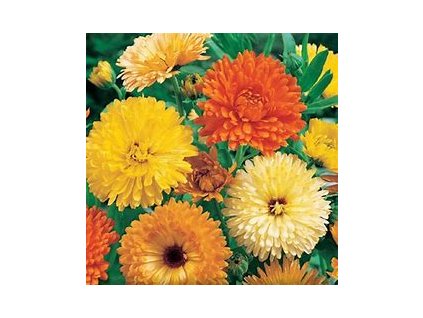 67392 mesicek vysoky calendula officinalis