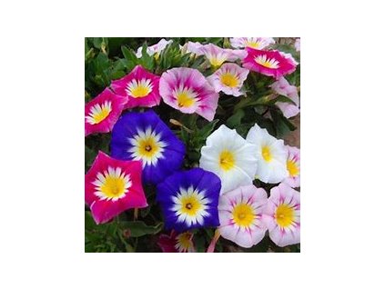 67395 svlacec convolvulus tricolor mix tri barev
