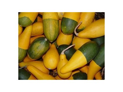 67398 tykev okrasna cucurbita pepo l