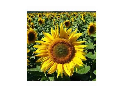 67404 slunecnice jednoducha zluta helianthus annuus