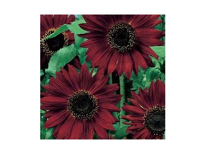 67407 slunecnice jednoducha cervena helianthus annuus