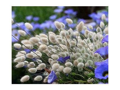 67410 zajeci ocasek k suseni lagurus ovatus