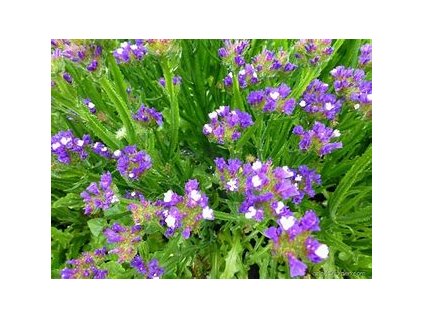 67413 limonka k suseni limonium sinuatum