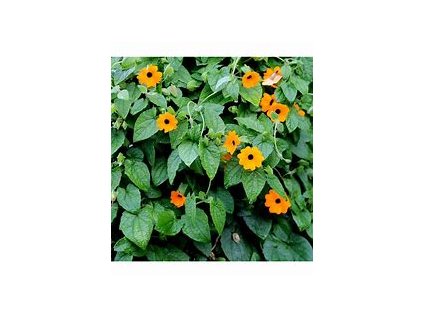 67422 cernooka zuzana pnouci thunbergia alata