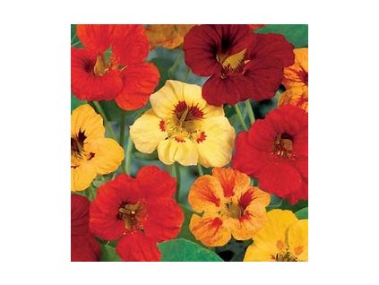 67425 lichorerisnice nizka jednoducha