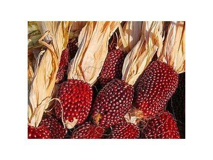 67431 kukurice jahodova zea mays l partim