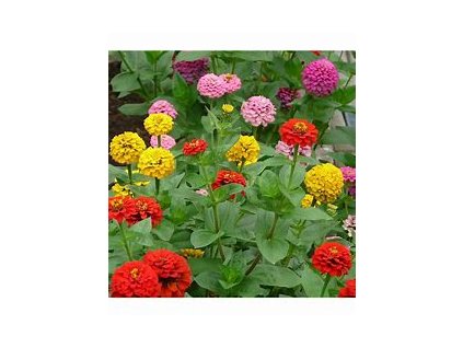 67434 ostalka jirinkokveta zinnia elegans